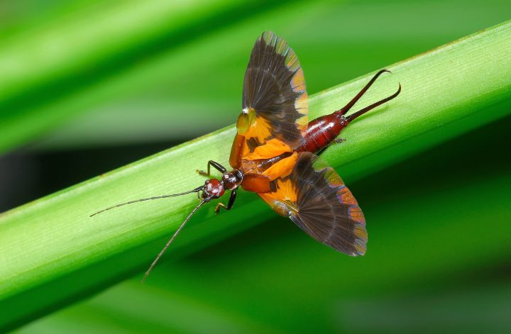 photograph of red, blue and yellow winged bug on a green plant