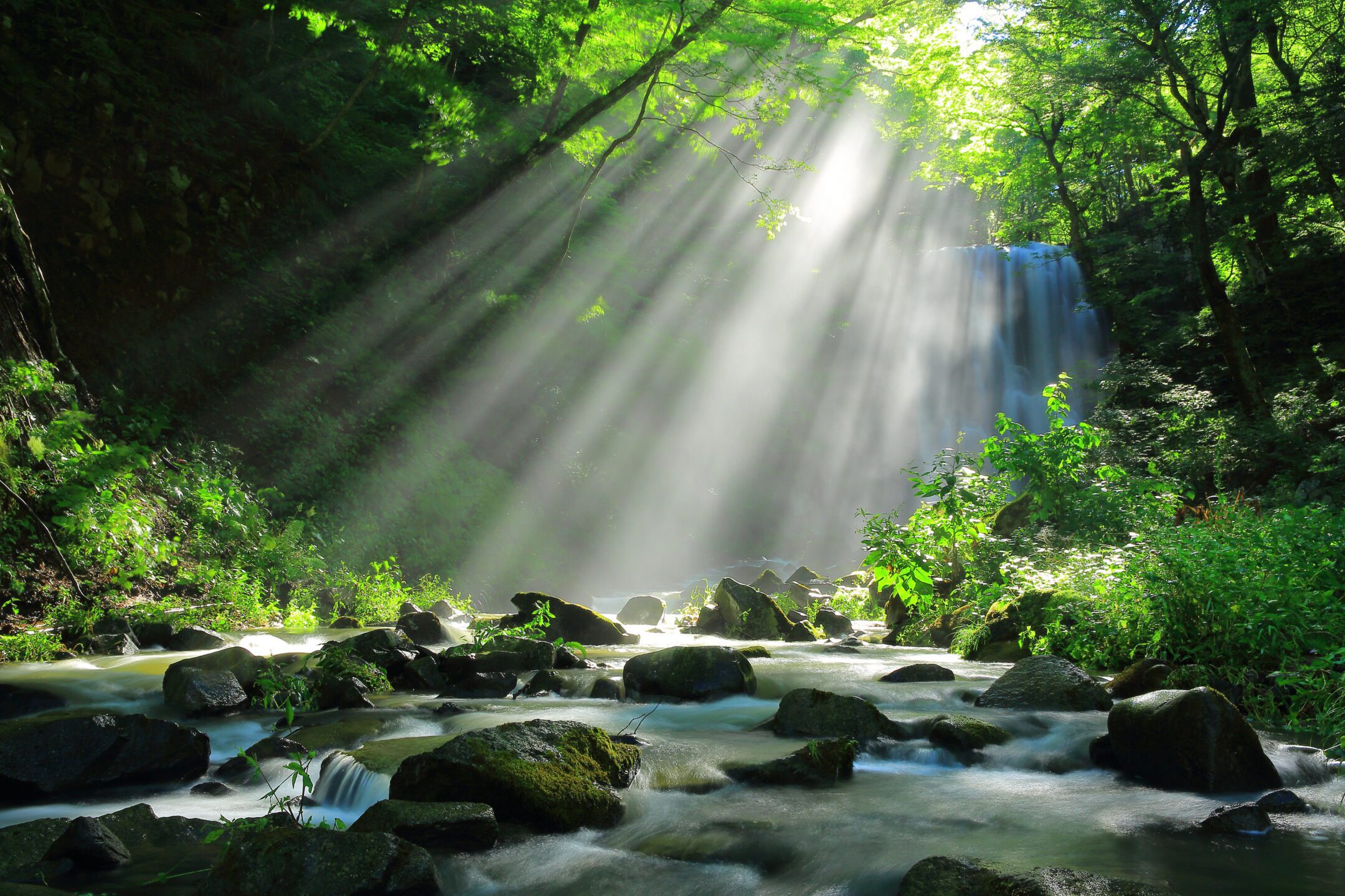 Sun rays filter through the forest canopy and shine upon a rocky creek