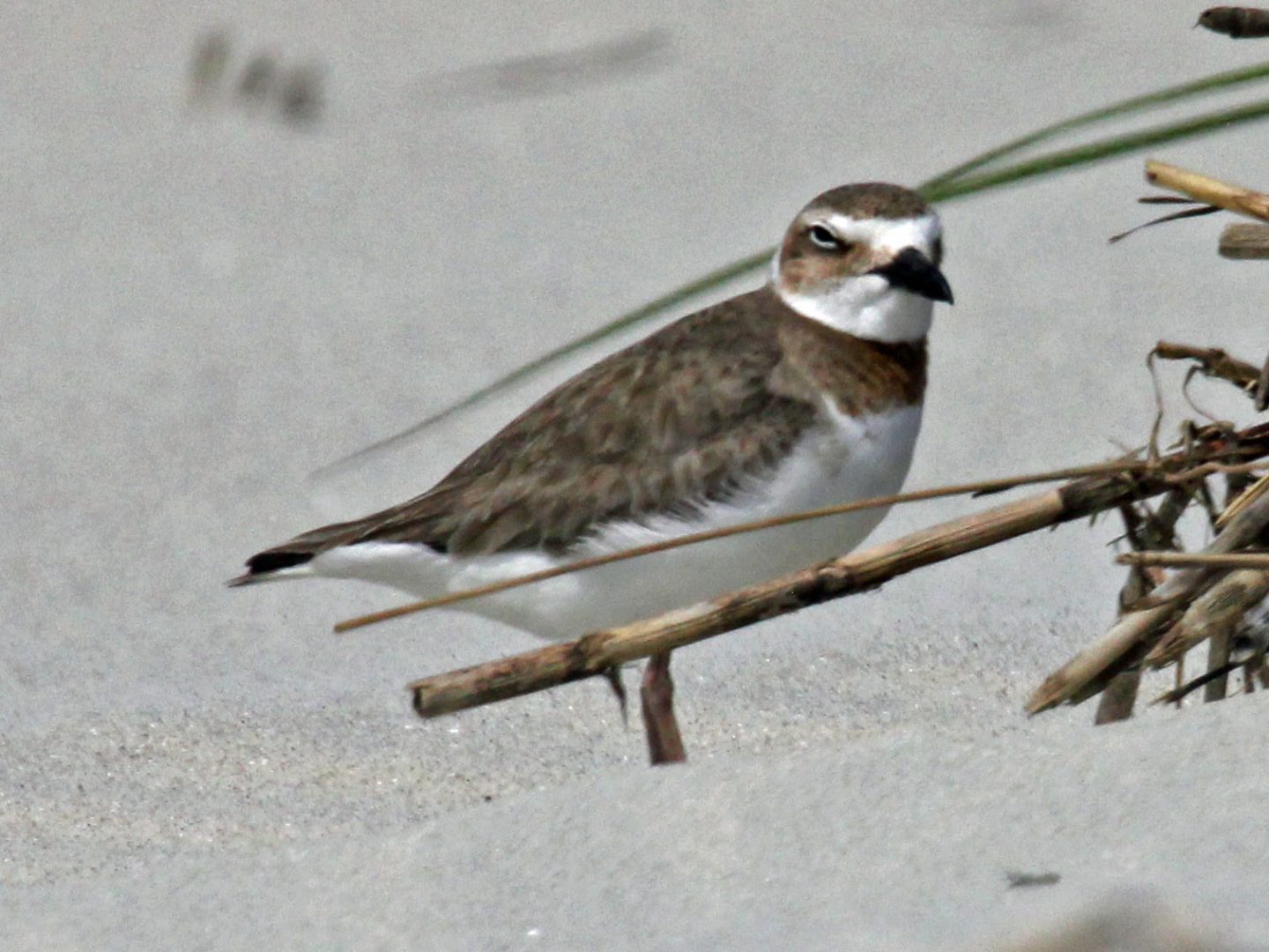 Wilson’s plover standing on a sandy beach