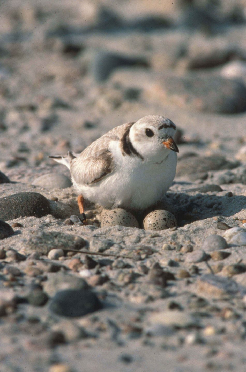 Piping plover sitting on top of its eggs on the beach
