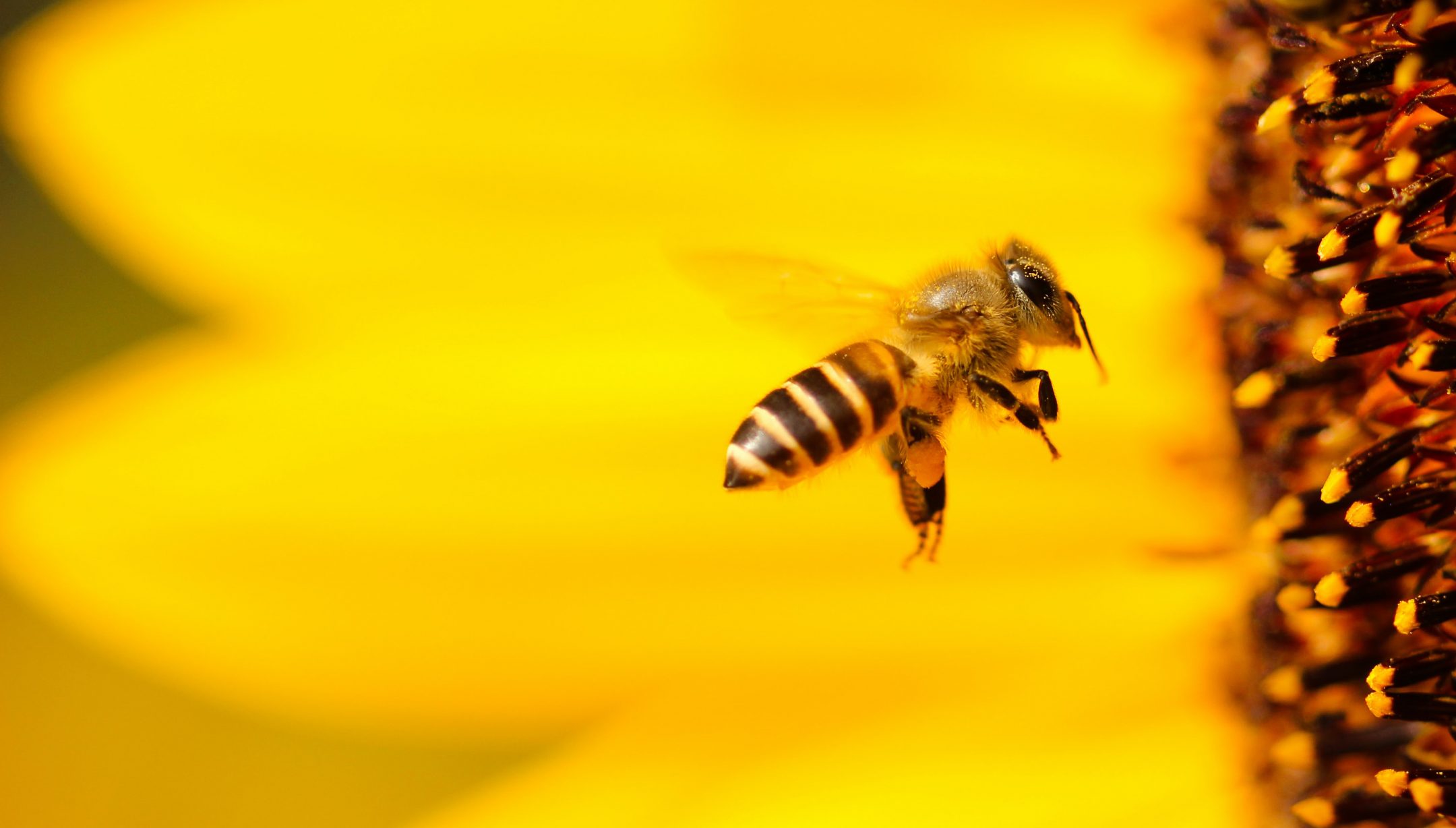 a bee flies up to a bright yellow flower