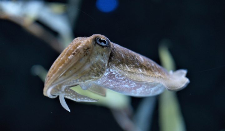 white and brown cuttlefish swims in waters with a black background