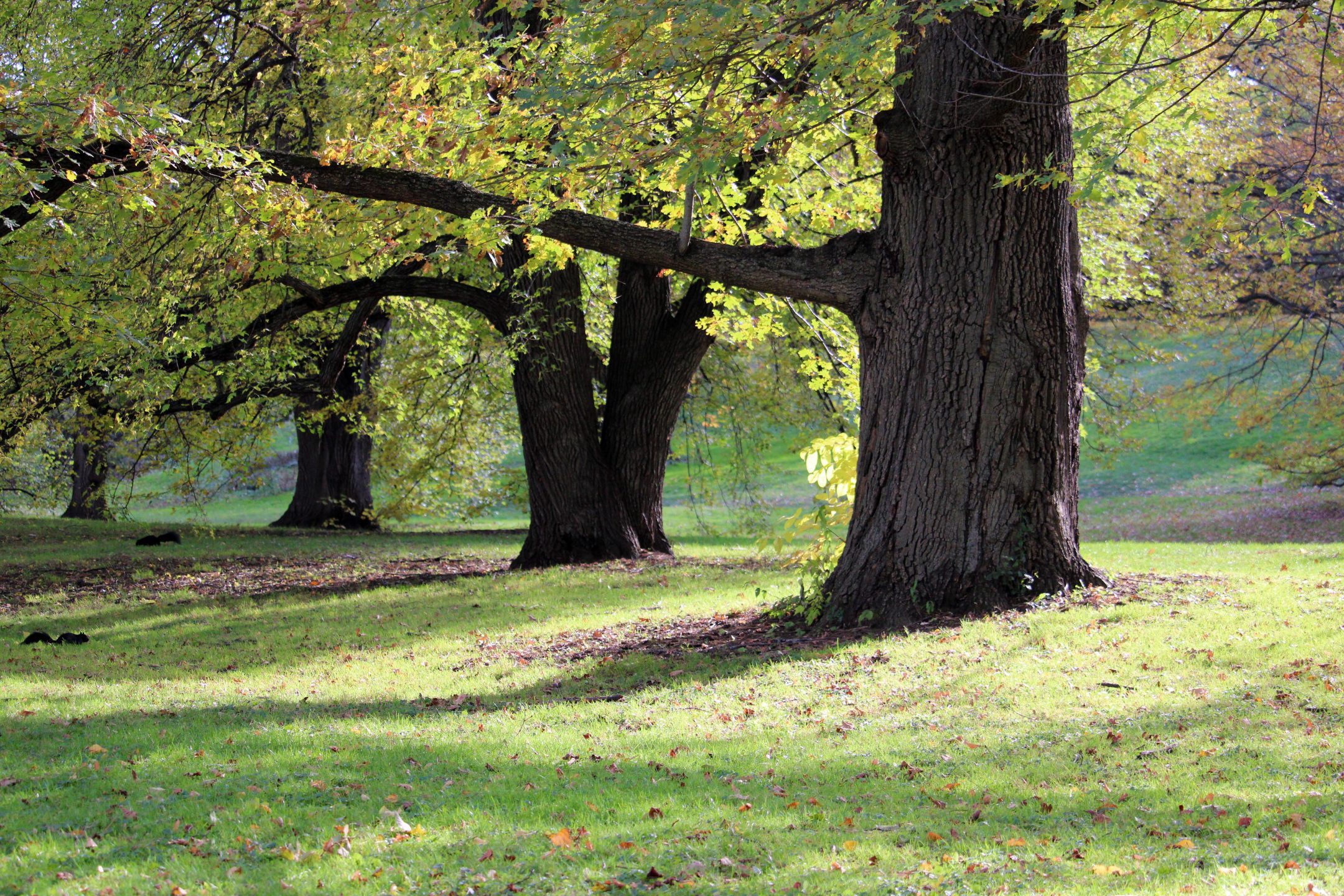 large trees are seen in a golden field with grass