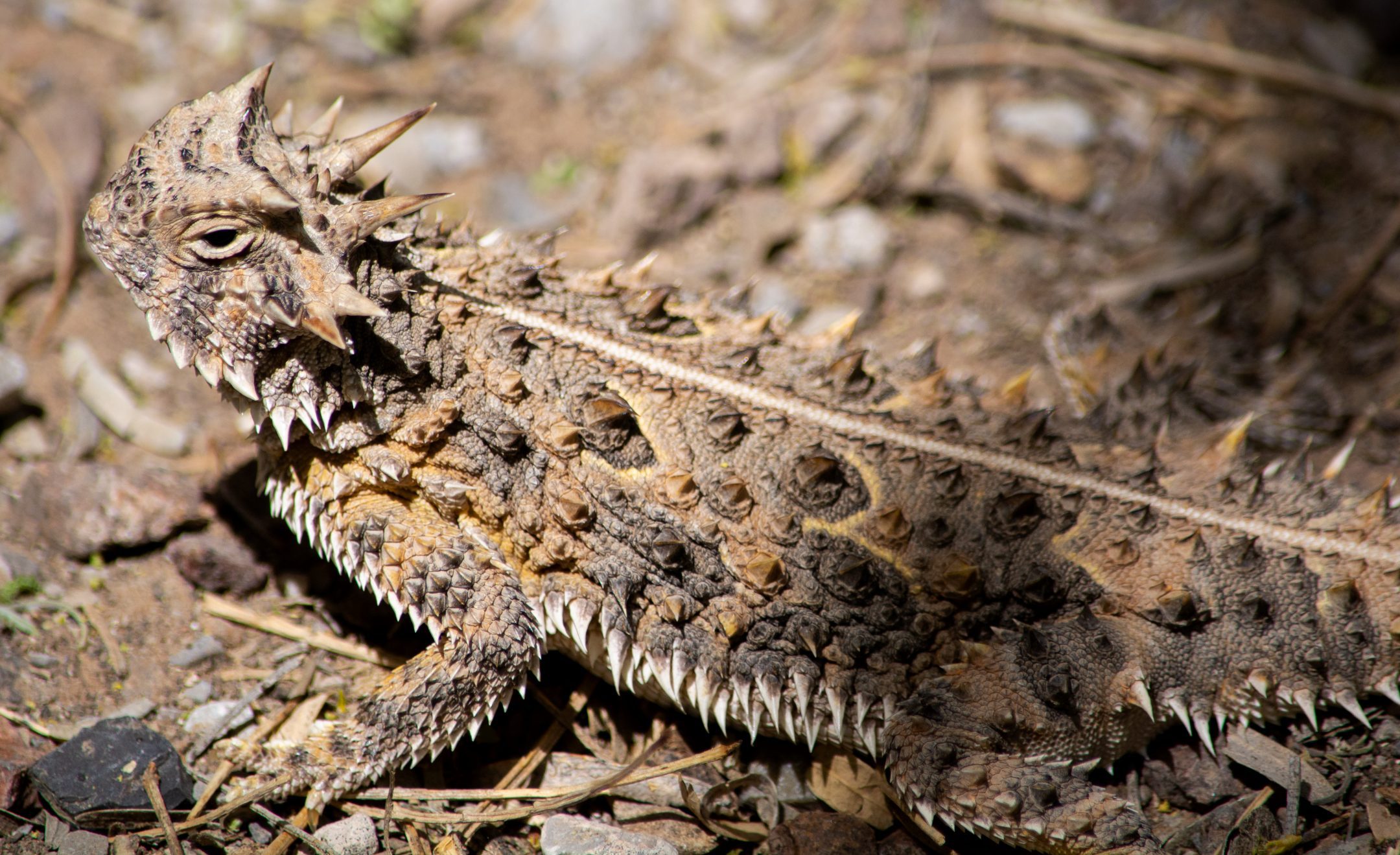 レコード LIZARD 岩石庭園 Evaporative Cooling Bricks Inspired by the Texas Horned Lizard