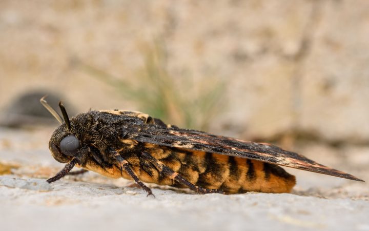 Large moth rests on the ground