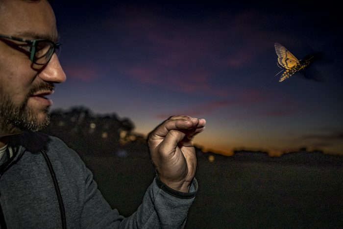 A large moth flies from the hand of a researcher at night.
