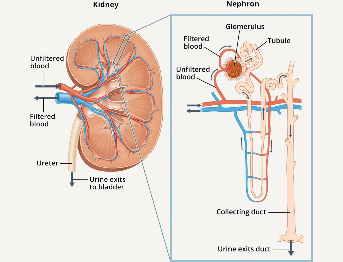 Diagram of Kidney and Nephron