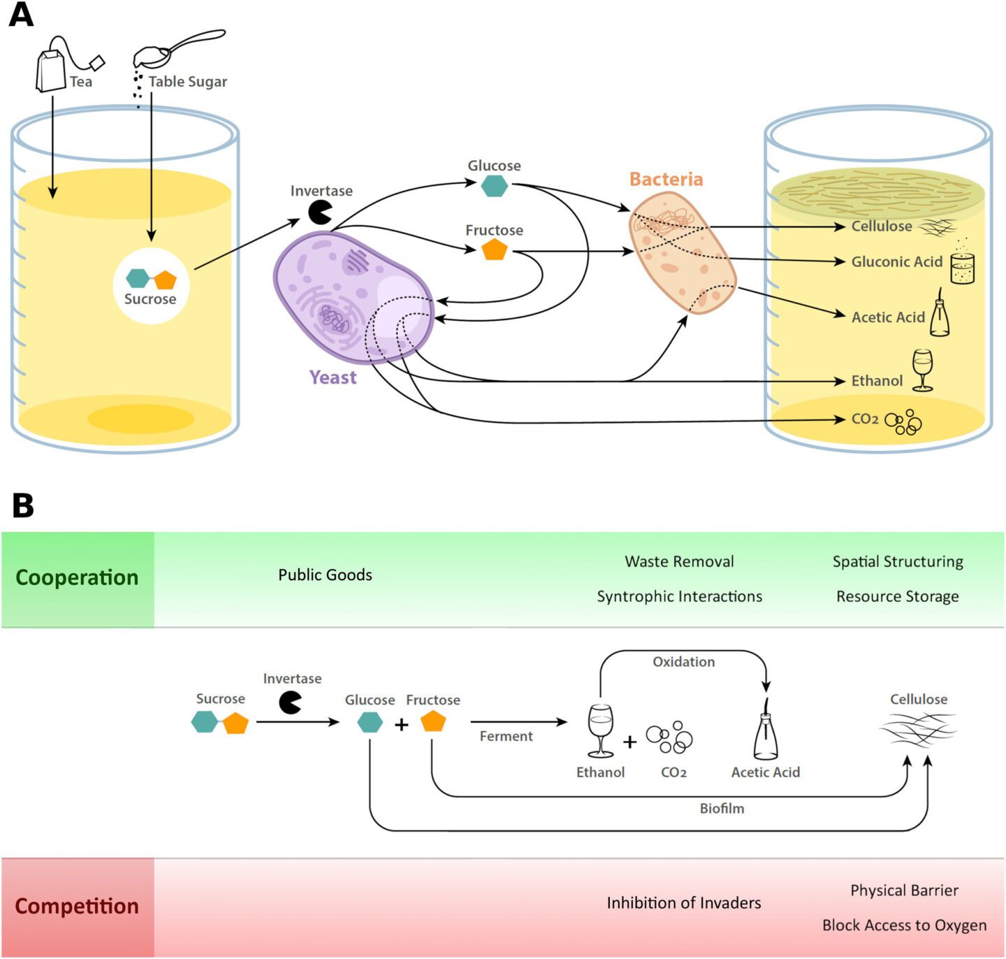 Diagram showing metabolic reactions by microorganisms in kombucha