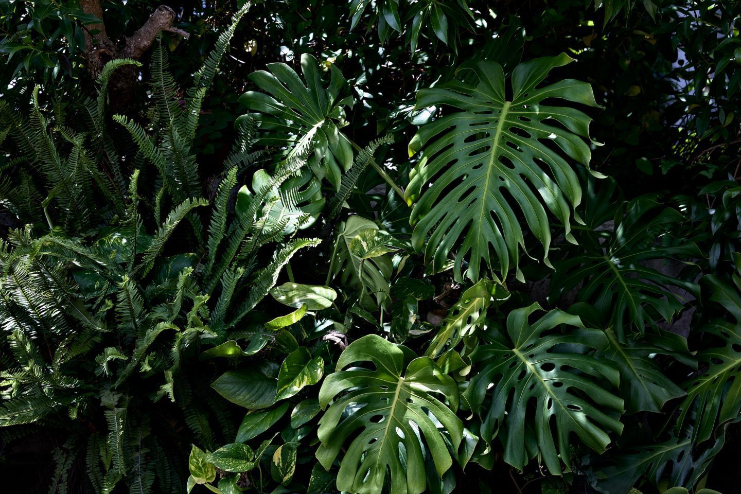 Lush green tropical foliage with Monstera Deliciosa and ferns