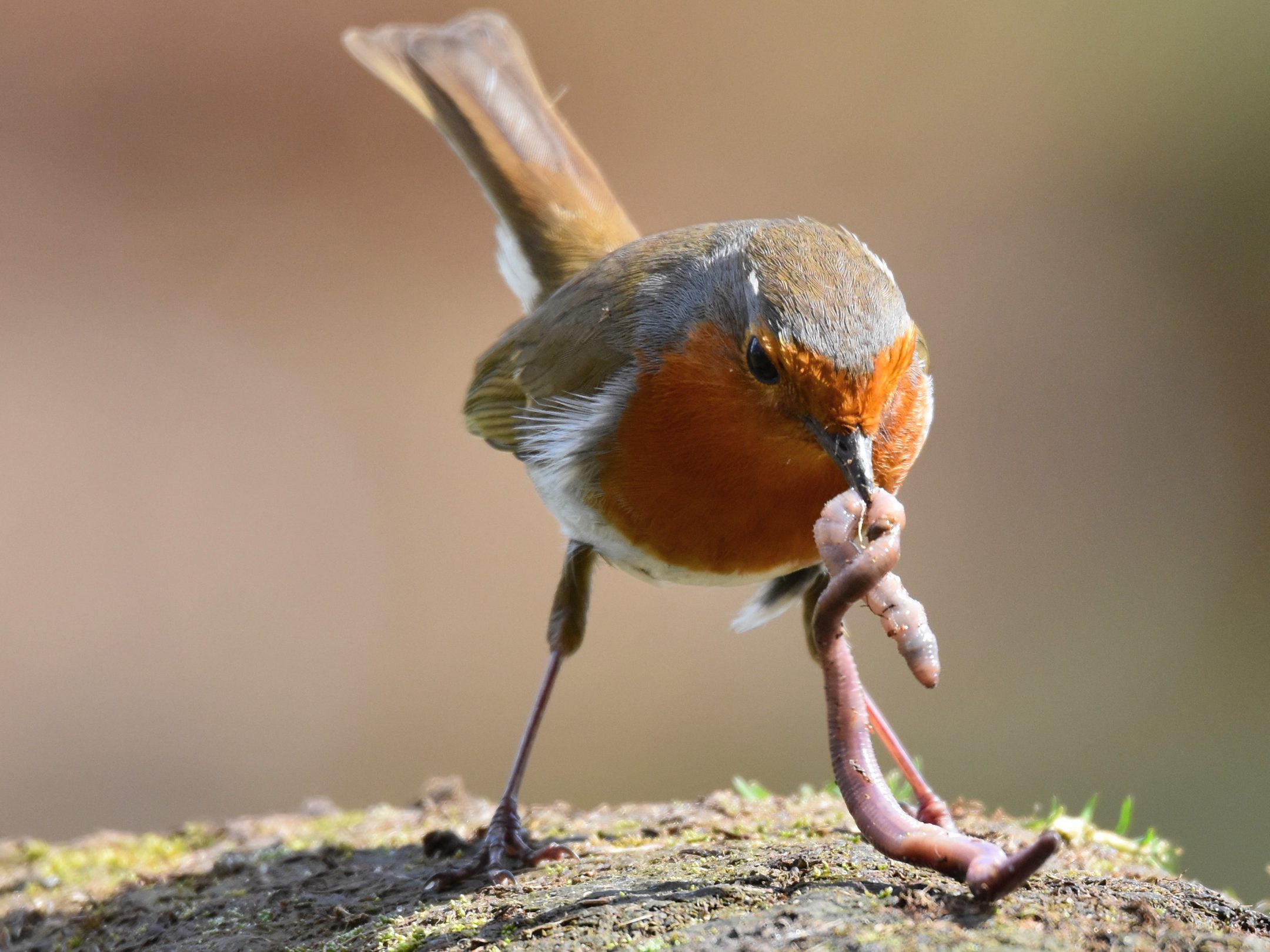 Птицы едят насекомых. Птица ест насекомых. Птица с червяком в клюве. Дрозд крапивник. Богомол и колибри.