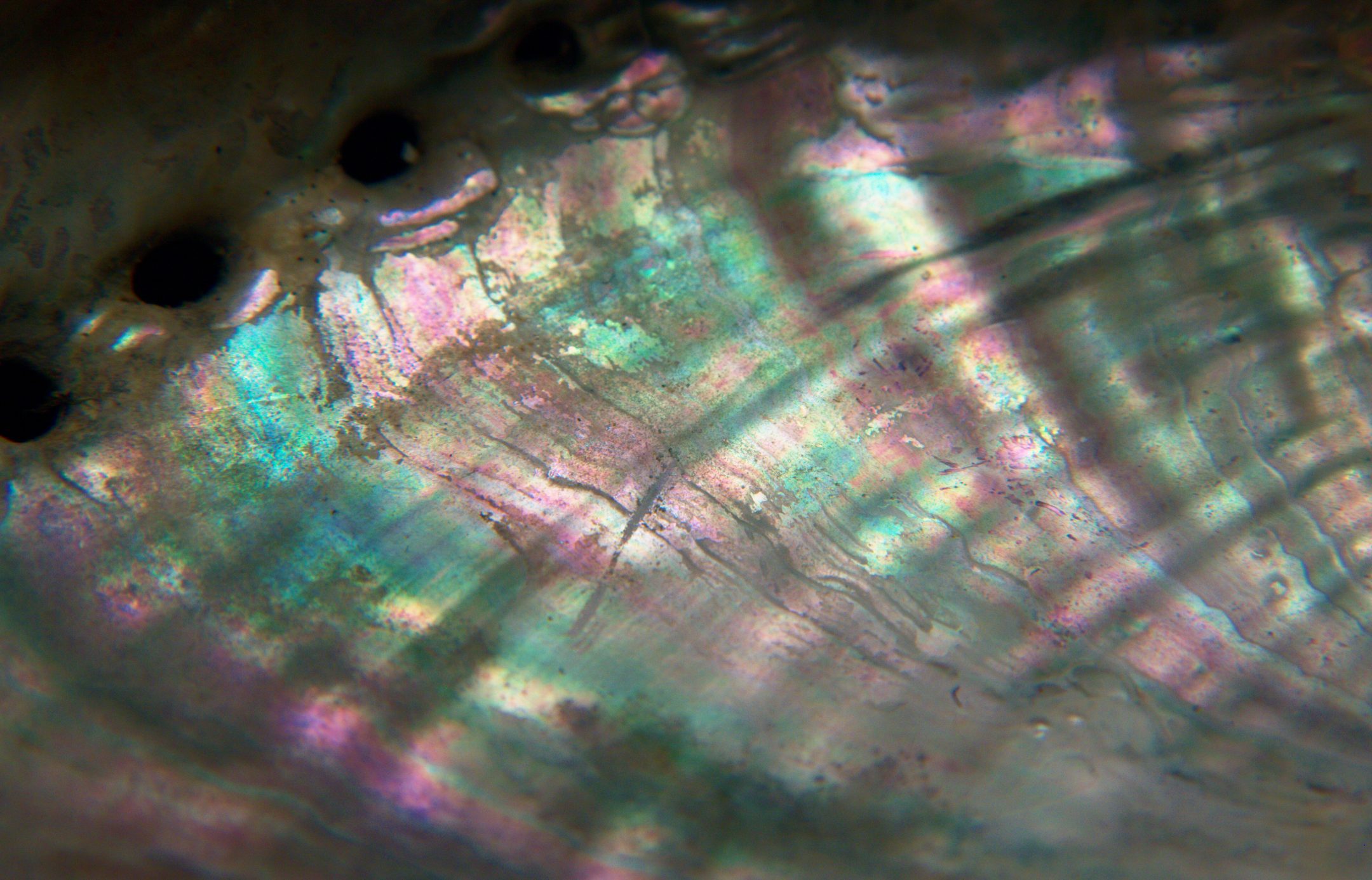 close up image of nacre