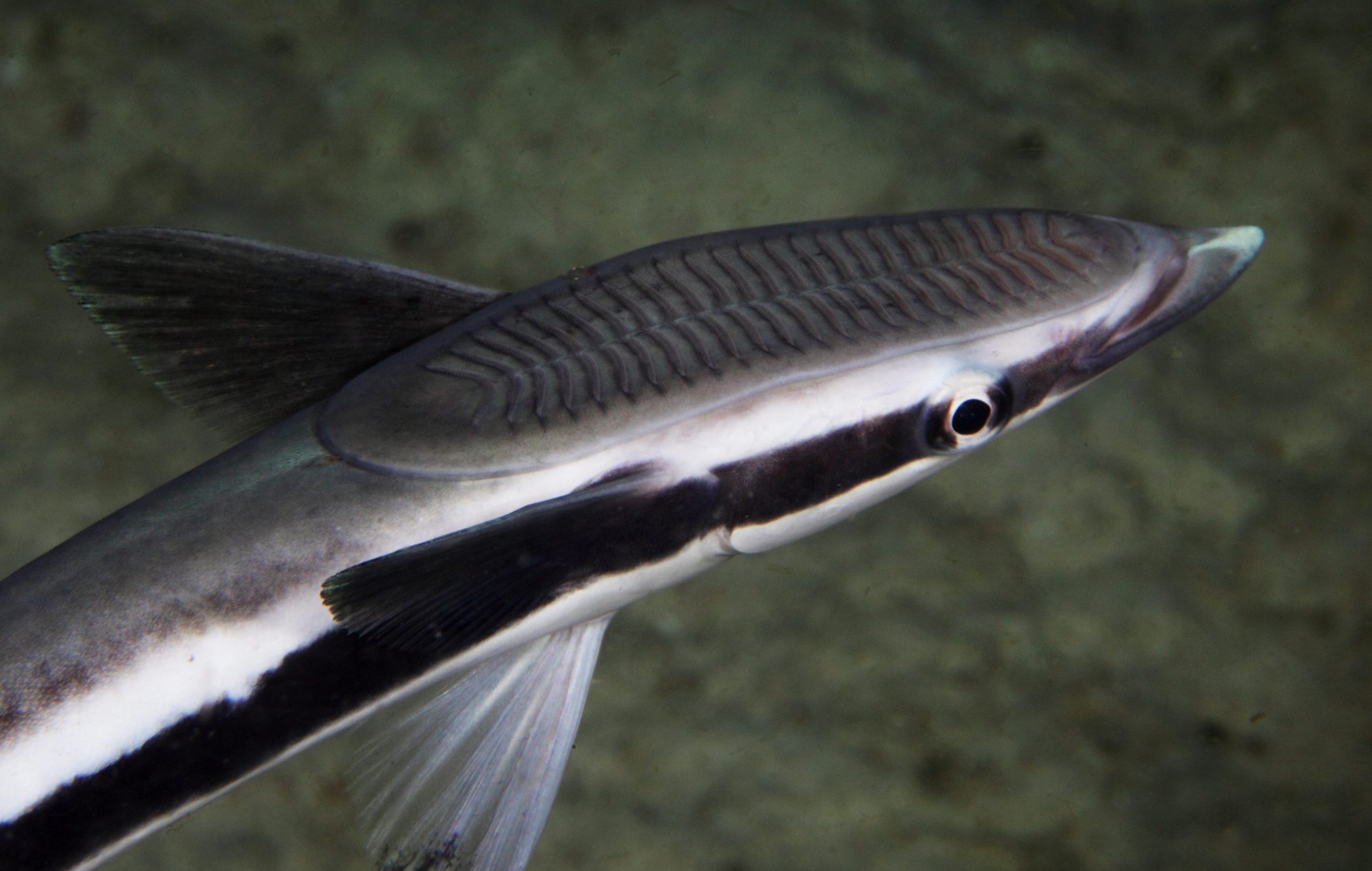 remora fish swimming