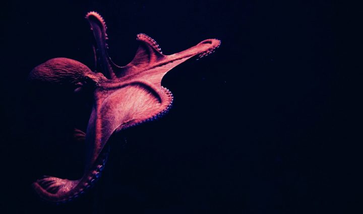 octopus swimming in the ocean.