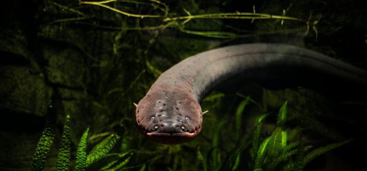 electric eel swimming through green seaweed
