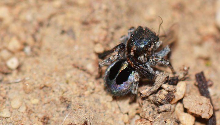 peacock spider on gravel eating a bug