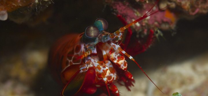 peacock mantis shrimp odontodactylus scyllarus
