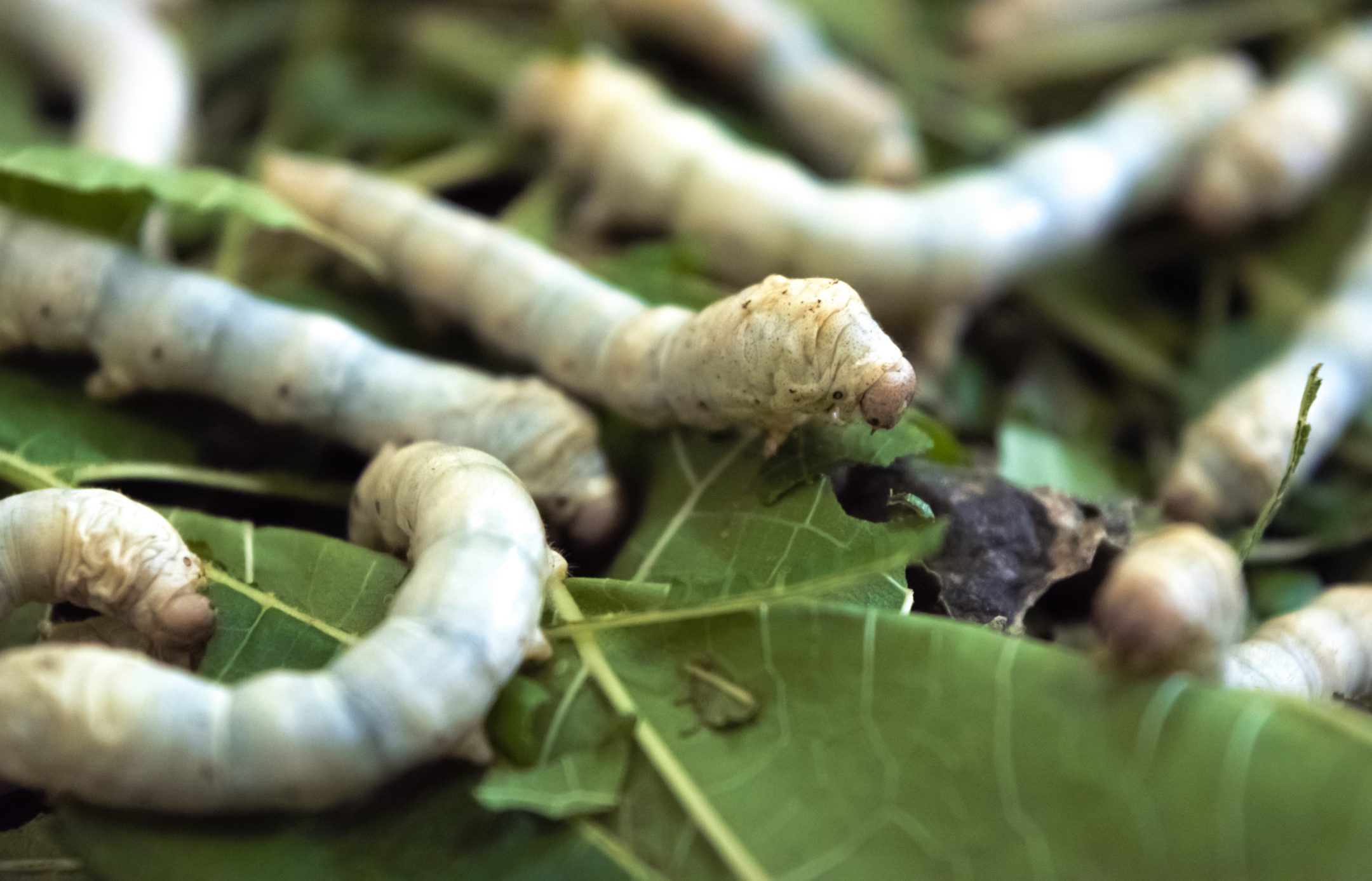 silkworms on green leaves