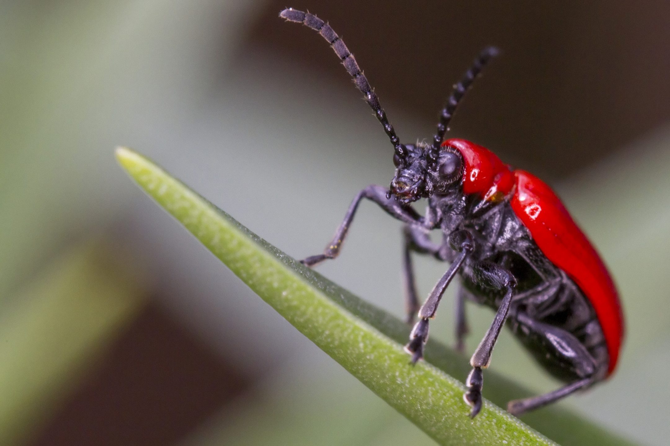 image of black and red beetle on green leaf