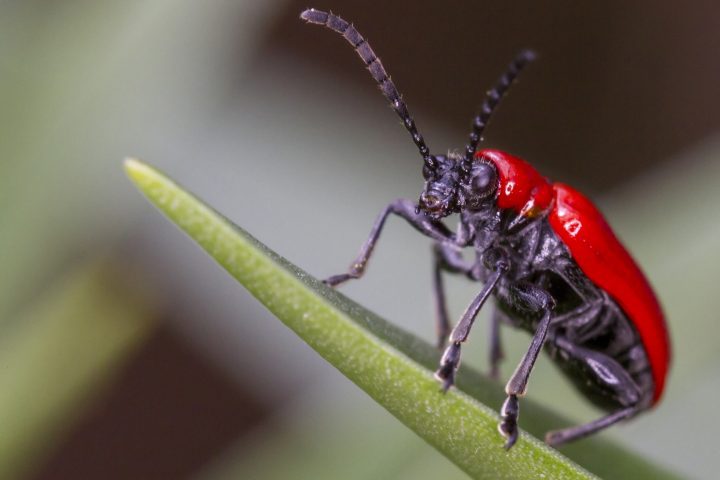 image of black and red beetle on green leaf
