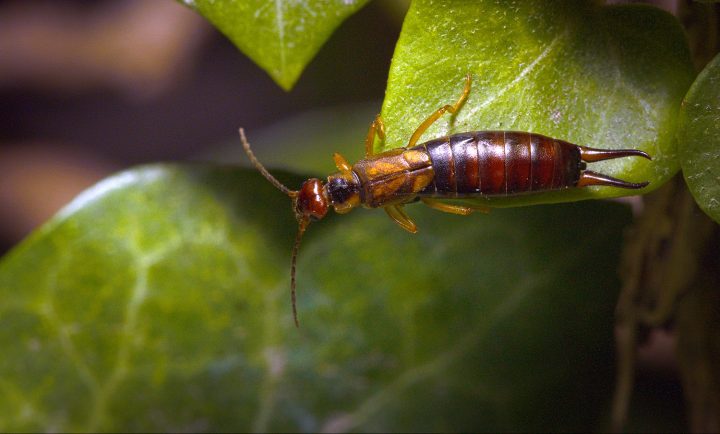 european earwig on a green leaf