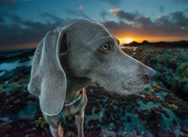 attentive grey dog looking off to the side
