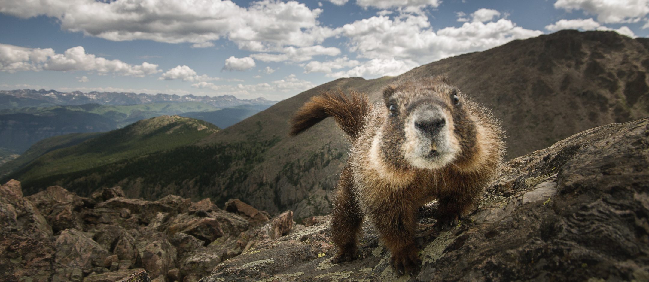 Yellow-bellied marmot