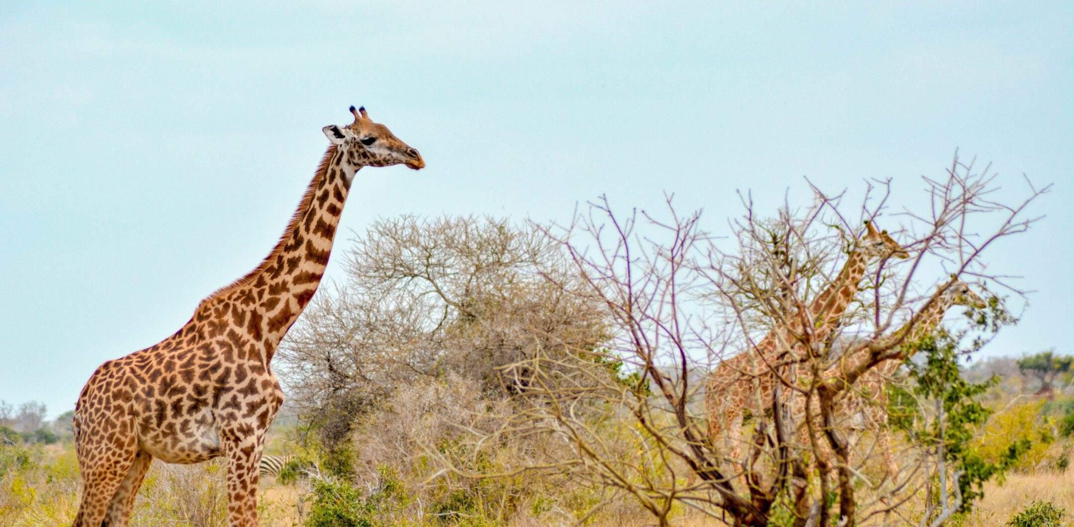 Giraffes in Kenya