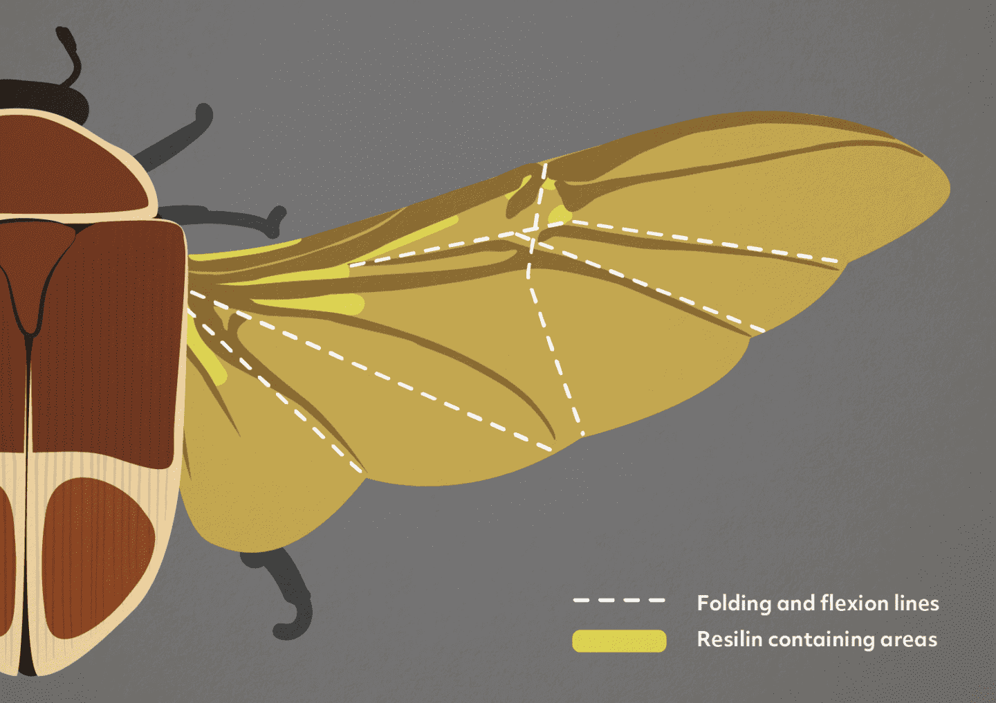 A science illustrations showing resilin locations in the wing.