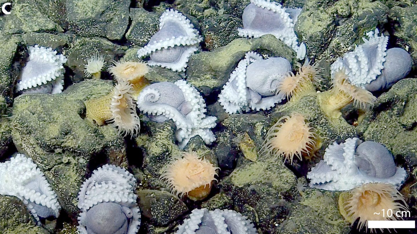 Octopus Spring Octopuses Use Hydrothermal Vents as Nurseries — Biological Strategy ...