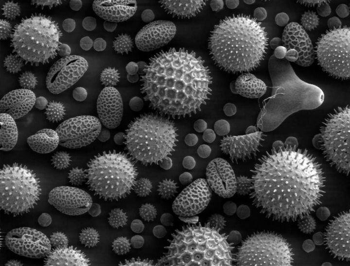 Scanning electron micrograph of various symmetrical pollen grains