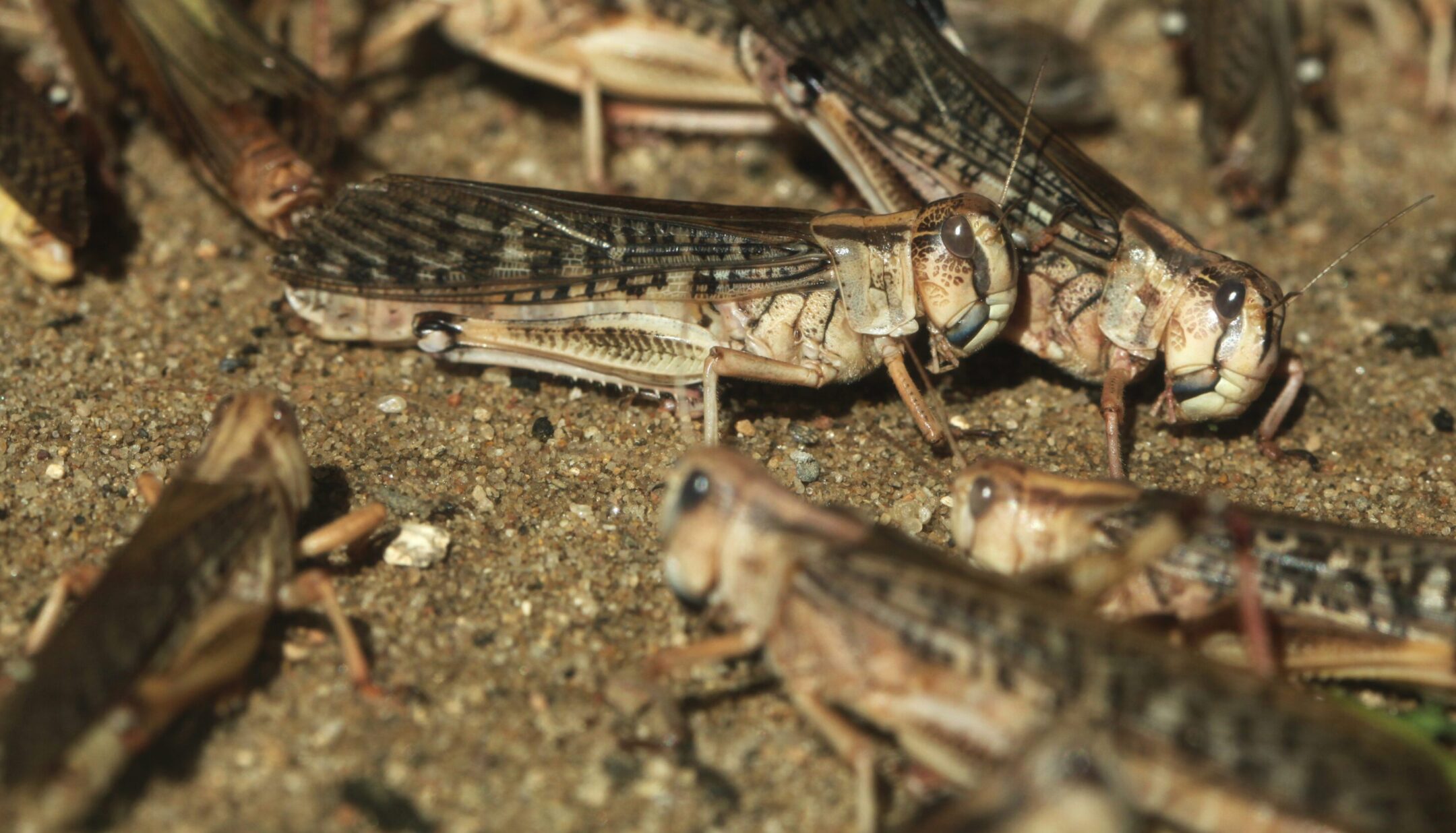 Desert locusts shift from a camouflaging color when solitary to a contrasting pattern that makes them stand out when swarming.