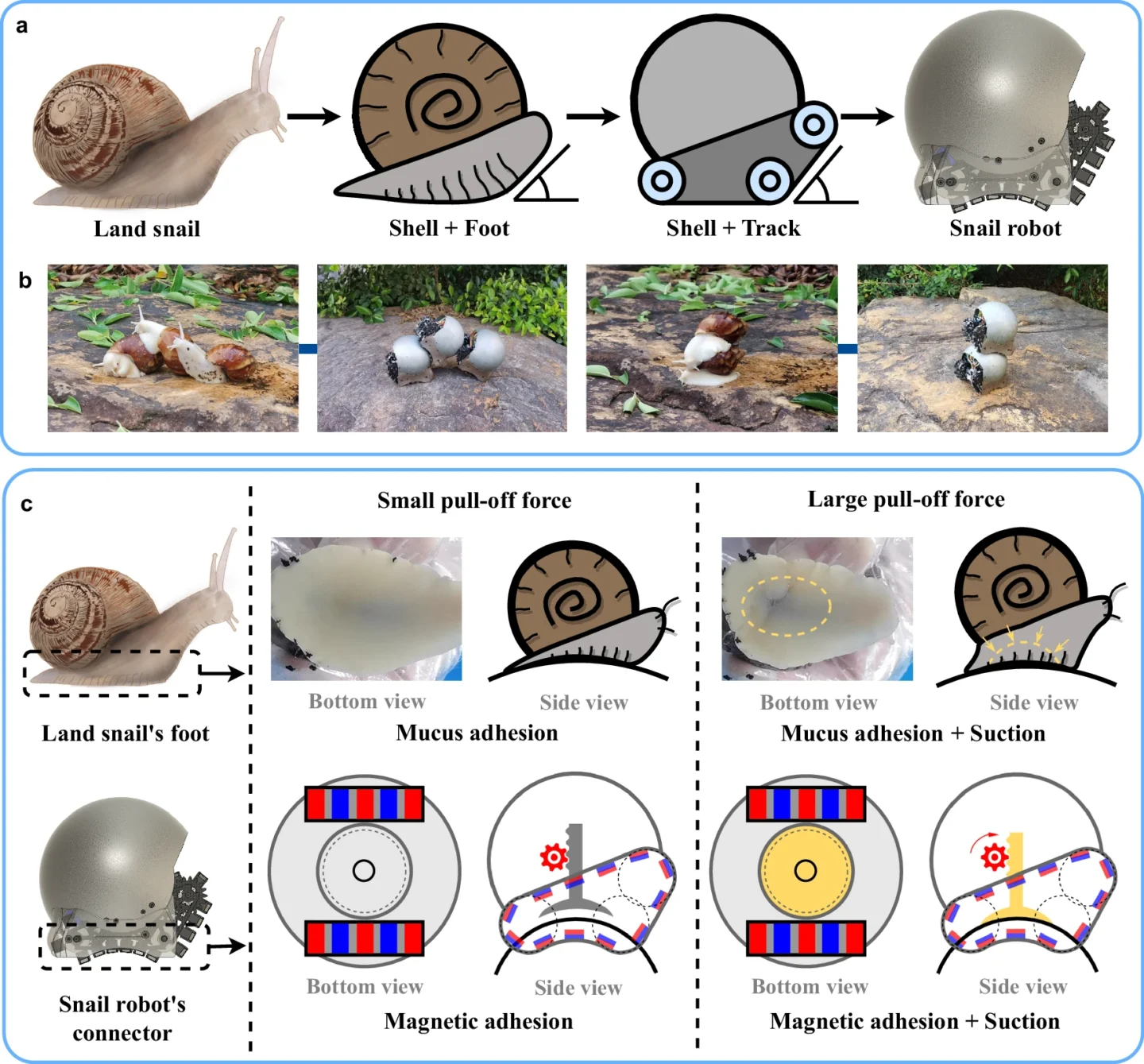 Images comparing snail robots to the organisms that inspired their creation.