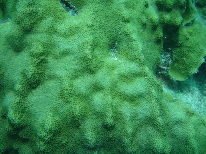 Many tinyt polyps make up a large undulating coral colony