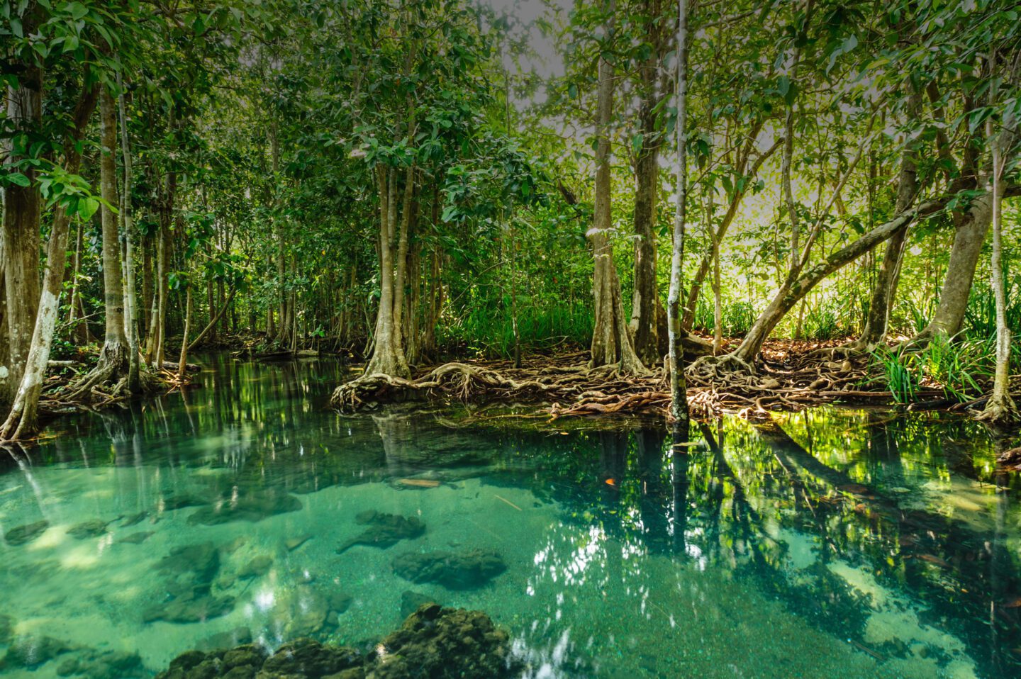 Innovation Inspired by Nature — AskNature