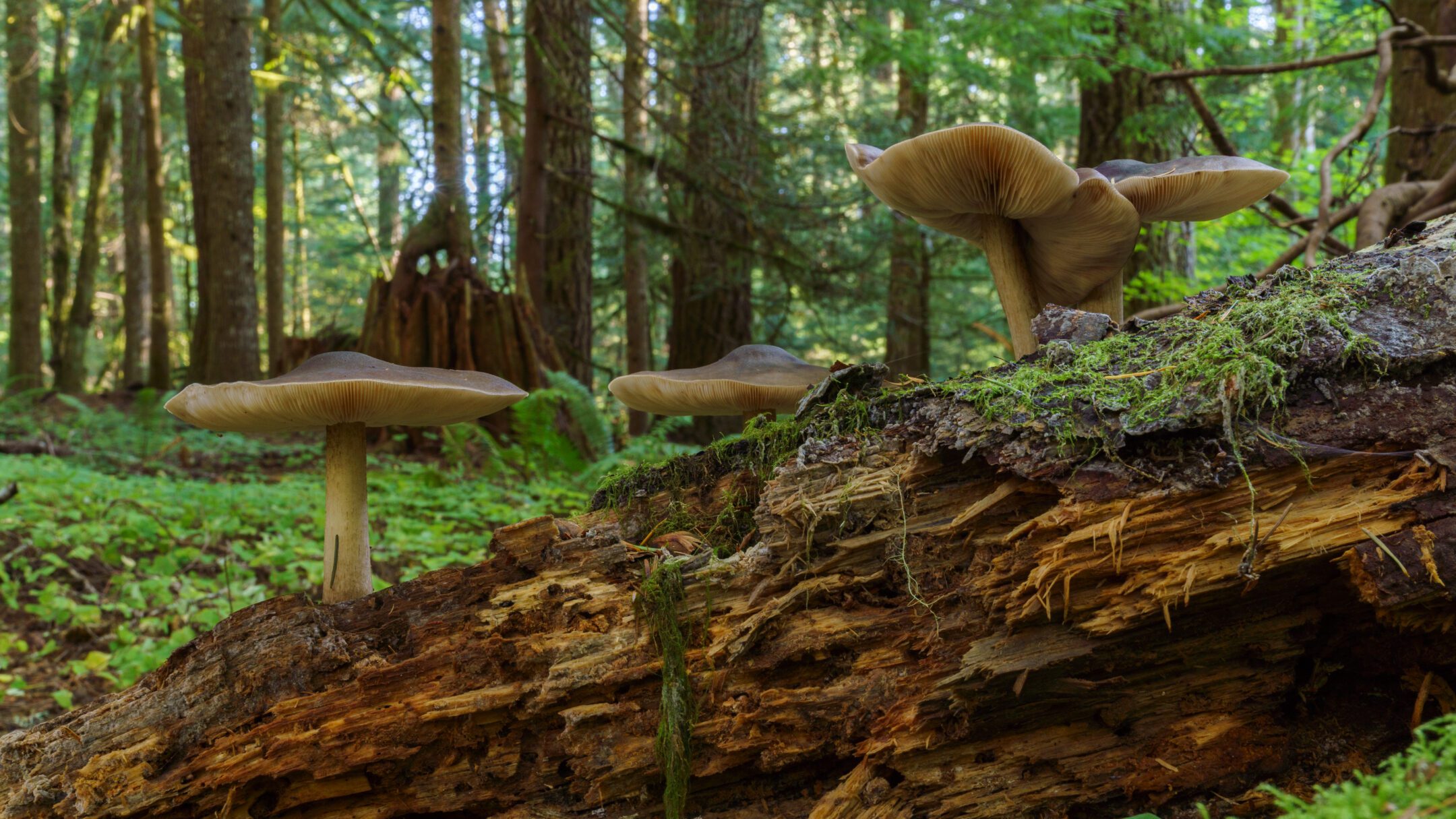Devolving Nature How Does Nature Break Down the Old to Create the New? — Collection ...