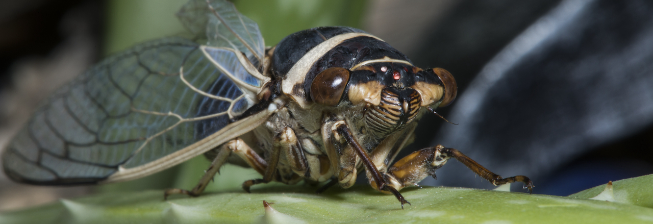 A close up view of the large eyes and round body of a cicada