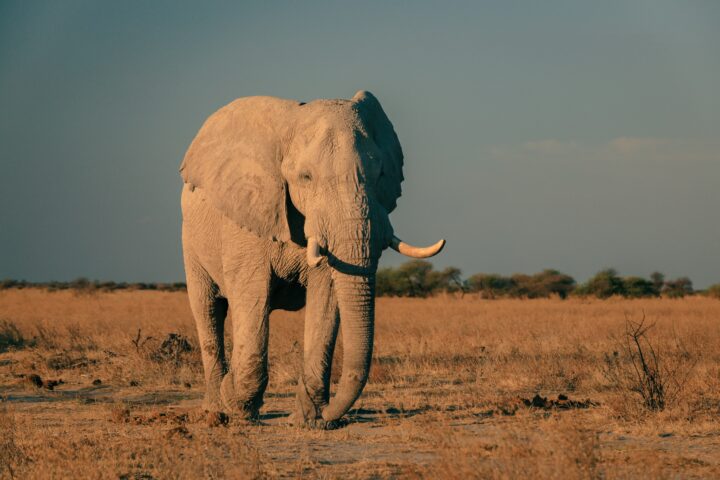 An elephant stands along in a vast, flat landscape.